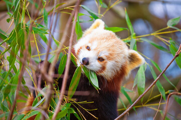 red panda Ailurus fulgens, lesser panda, is a small mammal © Elena