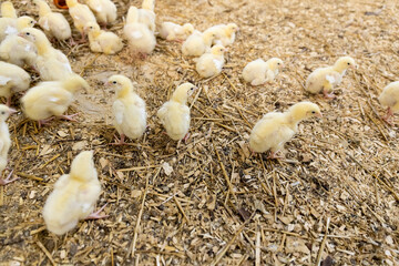 small chickens with yellow fluff in the large hall of the poultry farm