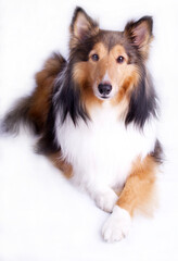 Sheltie or Toy Collie on White Background in Studio