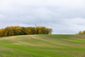 green winter wheat in the field during the autumn season