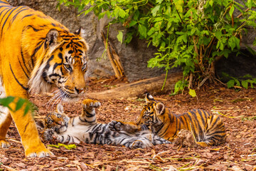 Sumatran tiger family with two little cubs