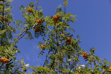 the rowan tree in the summer in sunny weather