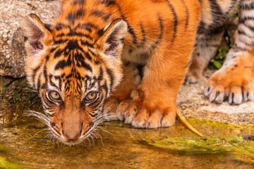 Sumatran tiger family with two little cubs