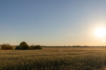 Obraz premium a field with a wheat harvest at sunset and a yellowing sky