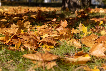 fallen yellowed maple leaves , sunny weather in the park