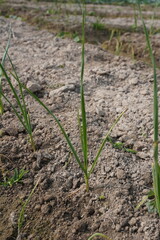 Garlic plants have been planted in the agricultural field in rows