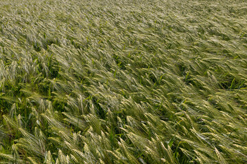 an agricultural field where green unripe rye grows