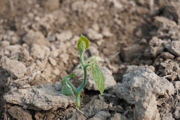 Baby pointed gourd plant in close up with its tiny leaves blurry background