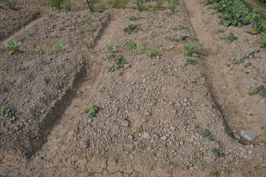 Pointed gourd plants have been sprouted from the plowed field