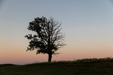 Obraz premium a half withered tree grows on a hill near sunset
