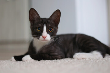 An Inquisitive Black and White Cat Comfortably Lying on a Cozy Carpet in the Room