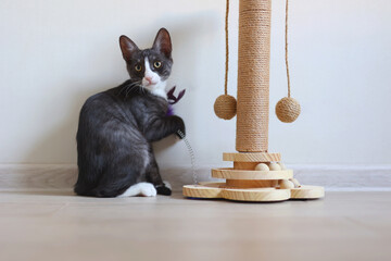 A playful kitten engages with its colorful scratching post, showcasing curiosity and energy