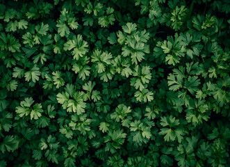 Lush Green Parsley: A Verdant Tapestry of Nature's Bounty