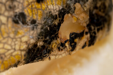 spoiled melon with black spots from mold and mildew