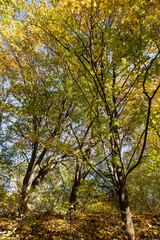 Naklejka premium trees during the fall of yellowed foliage in the park