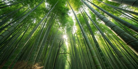 Sunlight filtering through tall bamboo trees in a lush green forest during midday