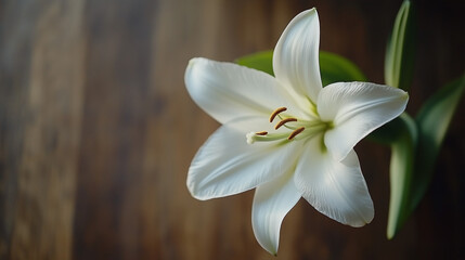 Fototapeta premium Close-up of a delicate white lily bloom against a wooden background showcasing natural beauty