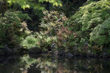 京都円山公園　ひょうたん池のシダ群　京都市東山区