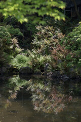 京都円山公園　ひょうたん池のシダ群　京都市東山区