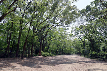 Fototapeta premium 下鴨神社 糺の森 京都市左京区