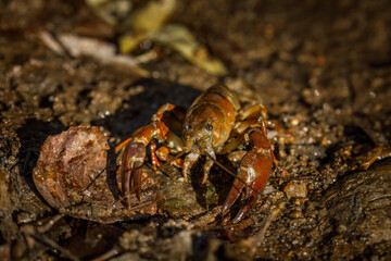 Signal crayfish, Pacifastacus leniusculus, in water at sandy river bank. North American crayfish, invasive species in Europe, Japan, California. Freshwater crayfish in natural habitat. Wildlife nature