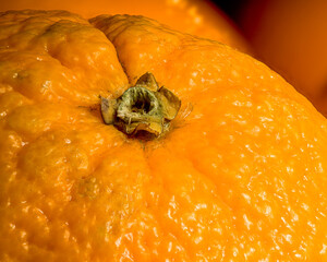 Orange Blossom End