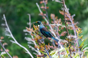 Chatham Island Tūī