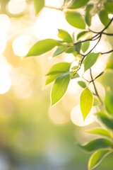 Sunlit Green Leaves Shining with Natural Light for Eco-Friendly and Calm Atmosphere : Generative AI