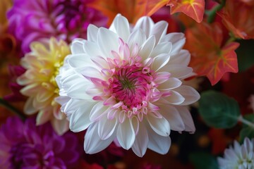 Fototapeta premium Close up of a beautiful white and pink dahlia flower surrounded by colorful blossoms and autumn leaves