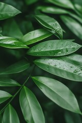 Obraz premium Moist Green Foliage After Rainfall in Lush Tropical Forest Setting : Generative AI