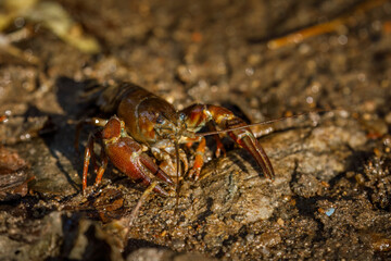 Signal crayfish, Pacifastacus leniusculus, in water at sandy river bank. North American crayfish, invasive species in Europe, Japan, California. Freshwater crayfish in natural habitat. Wildlife nature