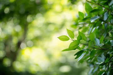 Lush Green Leaves with Sunlight Nature Serenity and Botanical Theme : Generative AI