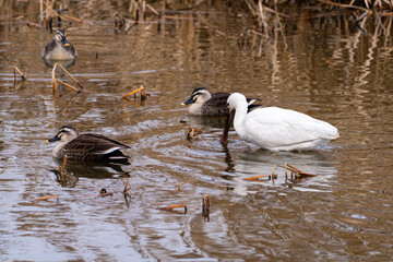 black-faced spoonbill and ducks on the pond