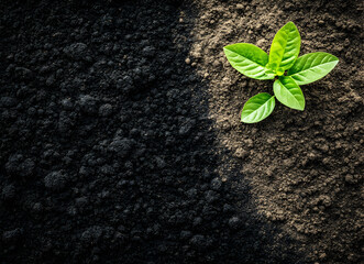 New Life Emerging from Dark Soil: A Symbol of Growth and Hope