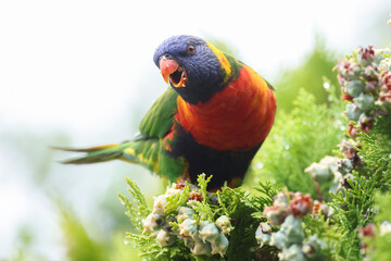 Rainbow Lorikeet 