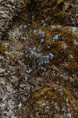 Bluebell Bellflower growing in the harsh environment between rocks