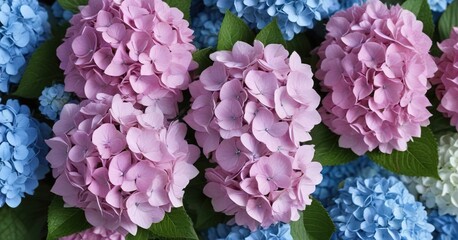 Fototapeta premium Flat Lay of Blue White Pink Hydrangea Flowers on Hortensia Flower Background , spring flowers, floral arrangement