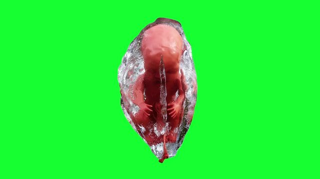 unborn baby fetus in amniotic sac. Realistic green screen 4k animation.