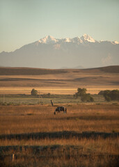 In summer, horse graze peacefully in the golden fields of Kyrgyzstan, framed by stunning snow-capped mountains in the distance.