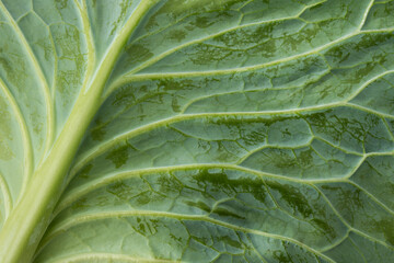 Close up of Green cabbage leaf surface texture background