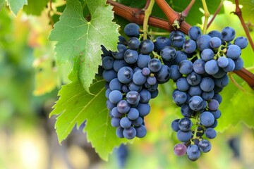 Fototapeta premium Ripe purple grapes hang on the vine, ready for harvest in a sunlit vineyard, promising a delicious vintage