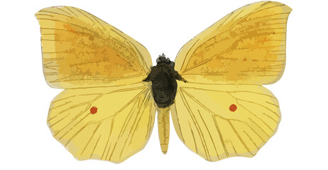 yellow butterfly isolated on white empty background 