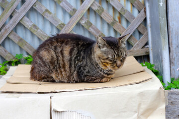 Cat sleeping on a cardboard box
