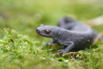 Closeup on a terrestrial adult female Alpine newt, Ichthyosaura alpestris sitting on green moss