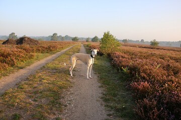 handsome brown white galgo stands on a sandy path in a beautiful heath landscape early in the morning