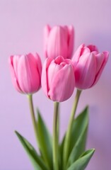 Fototapeta premium Pink tulips on a lilac background. Mother's day card.