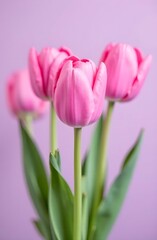 Fototapeta premium Pink tulips on a lilac background. Mother's day card. Women's Day card.