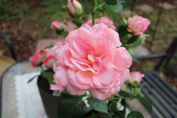 pink roses in a garden