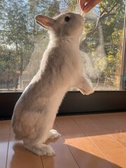 ウサギが立った