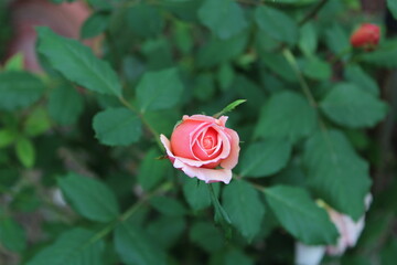 pink rose in garden
